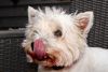 Help Feed a Hungry Dog