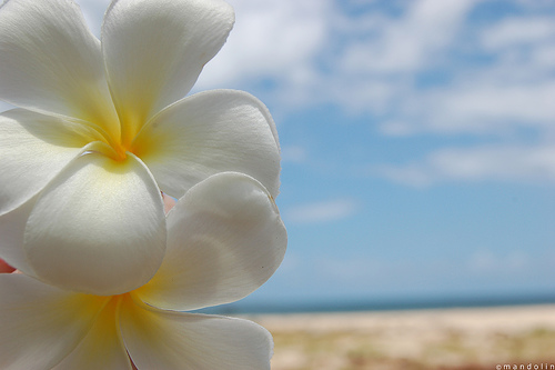 Plumeria